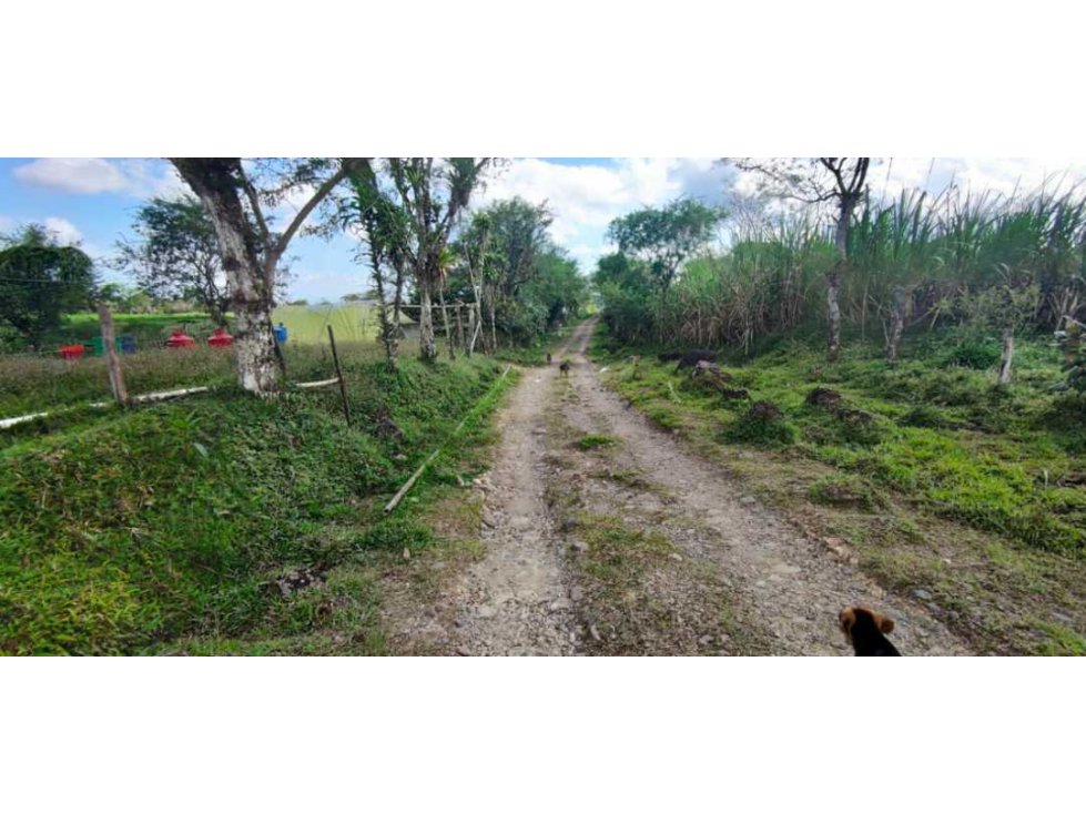 VENDO FINCA DE 195 HECTAREAS EN COORDILLERA CON AGUA VIVA - 6