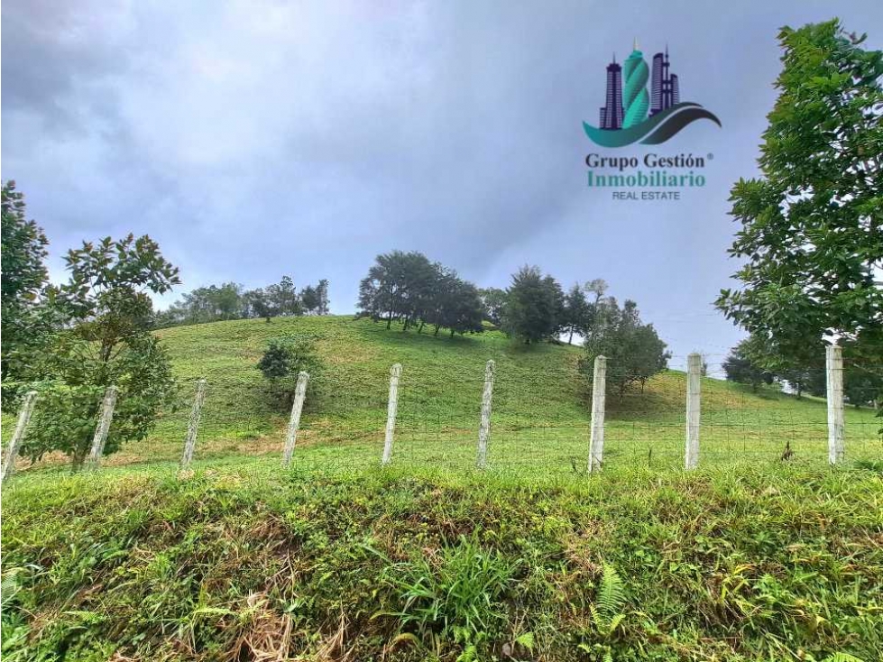 VENDO FINCA DE 51HECTAREA A 1500 M.S.N.M. - 3