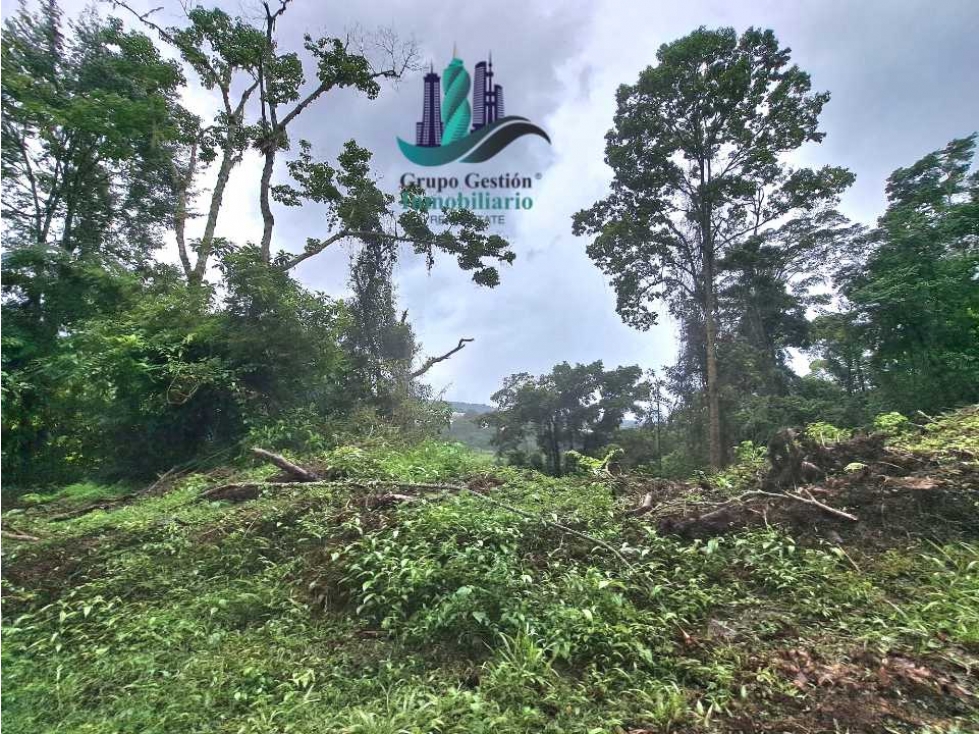 VENDO FINCA DE 51HECTAREA A 1500 M.S.N.M. - 4