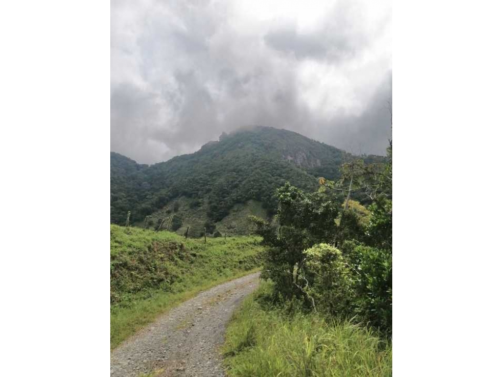 VENDO FINCA DE 5HA + EN LA INDIA VIEJA BOQUETE - 1