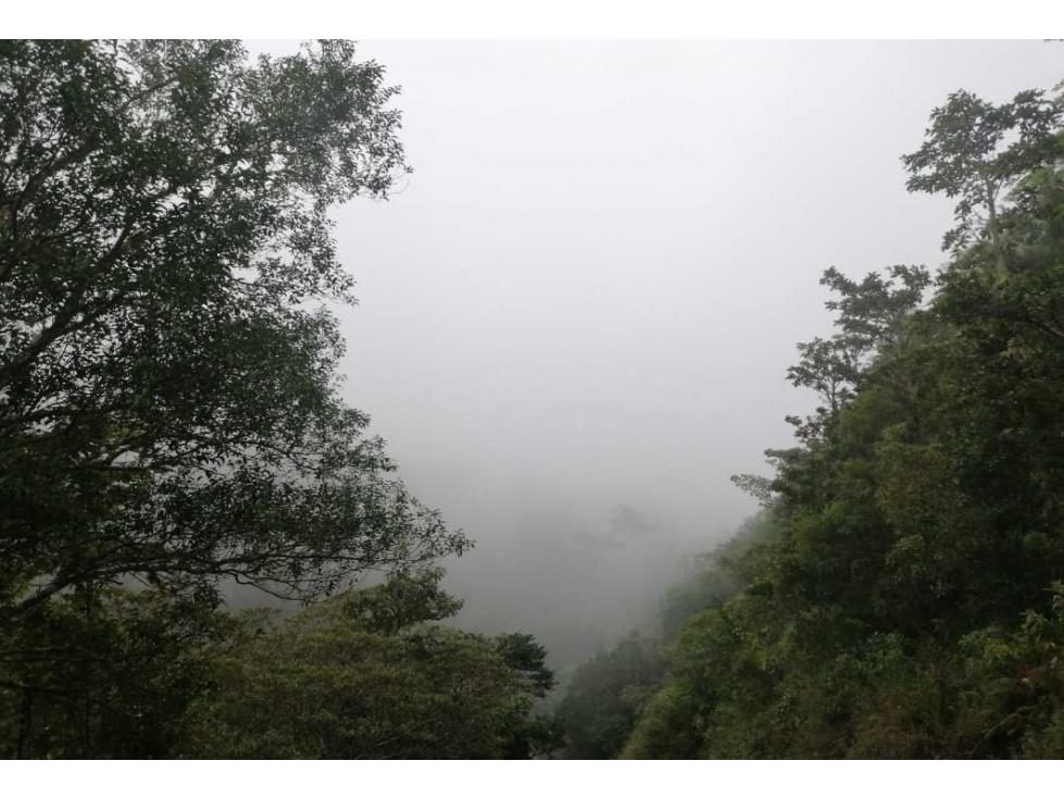 VENDO FINCA DE 5HA + EN LA INDIA VIEJA BOQUETE - 5