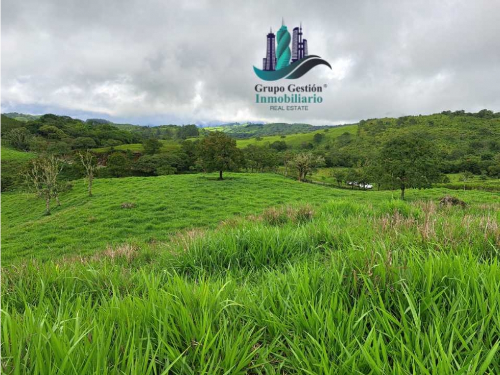 VENDO FINCA DE 5OHECTAREAS SEMIONDULADA A 1288 M.S.N.M. - 2