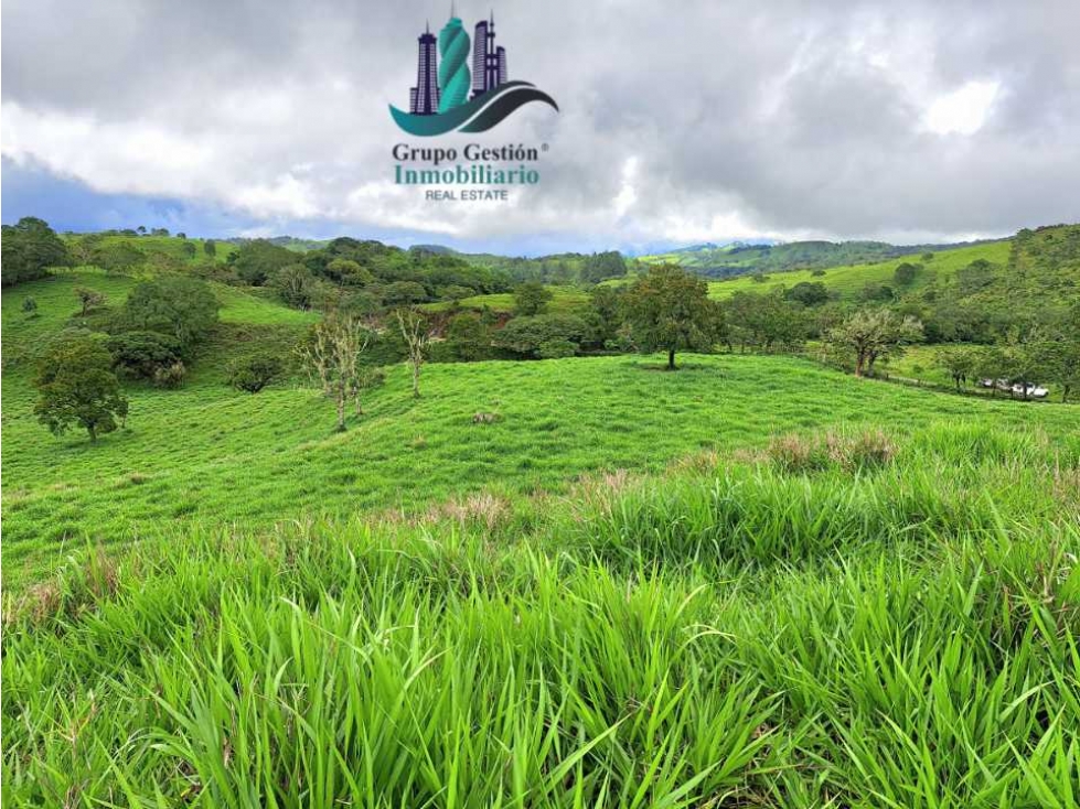 VENDO FINCA DE 5OHECTAREAS SEMIONDULADA A 1288 M.S.N.M. - 3