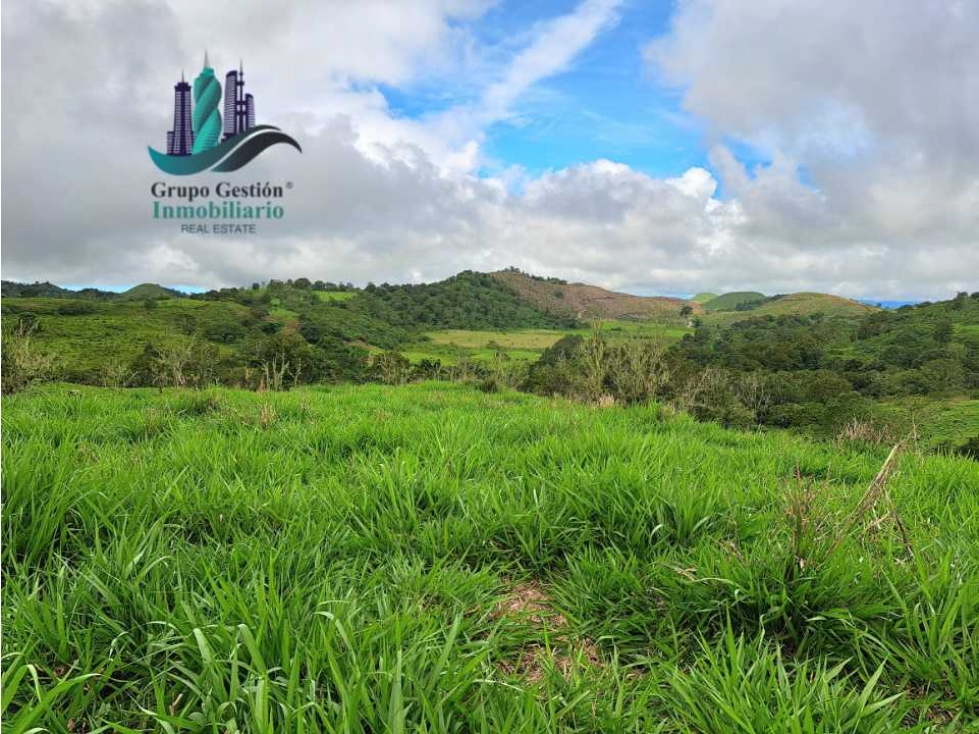 VENDO FINCA DE 5OHECTAREAS SEMIONDULADA A 1288 M.S.N.M. - 4