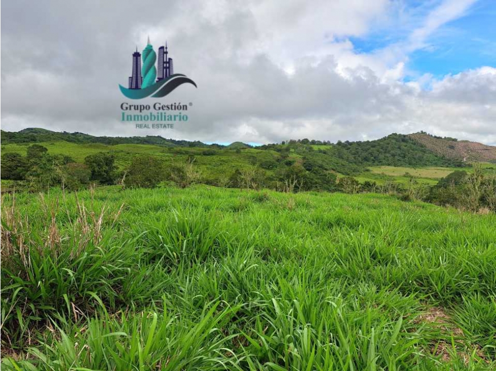 VENDO FINCA DE 5OHECTAREAS SEMIONDULADA A 1288 M.S.N.M. - 5