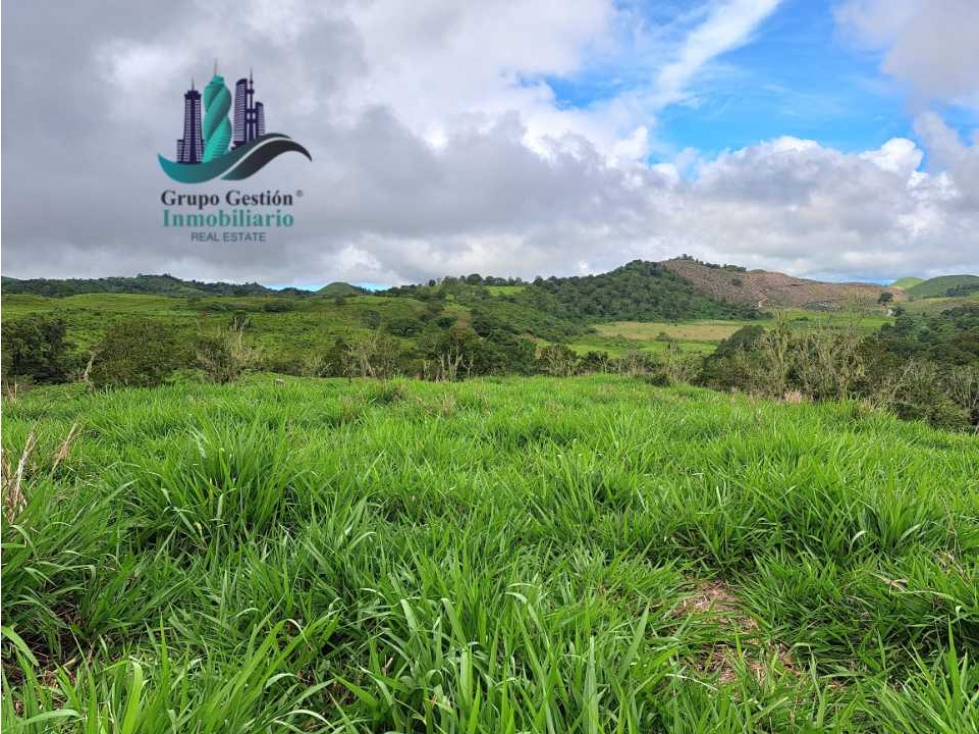 VENDO FINCA DE 5OHECTAREAS SEMIONDULADA A 1288 M.S.N.M. - 6