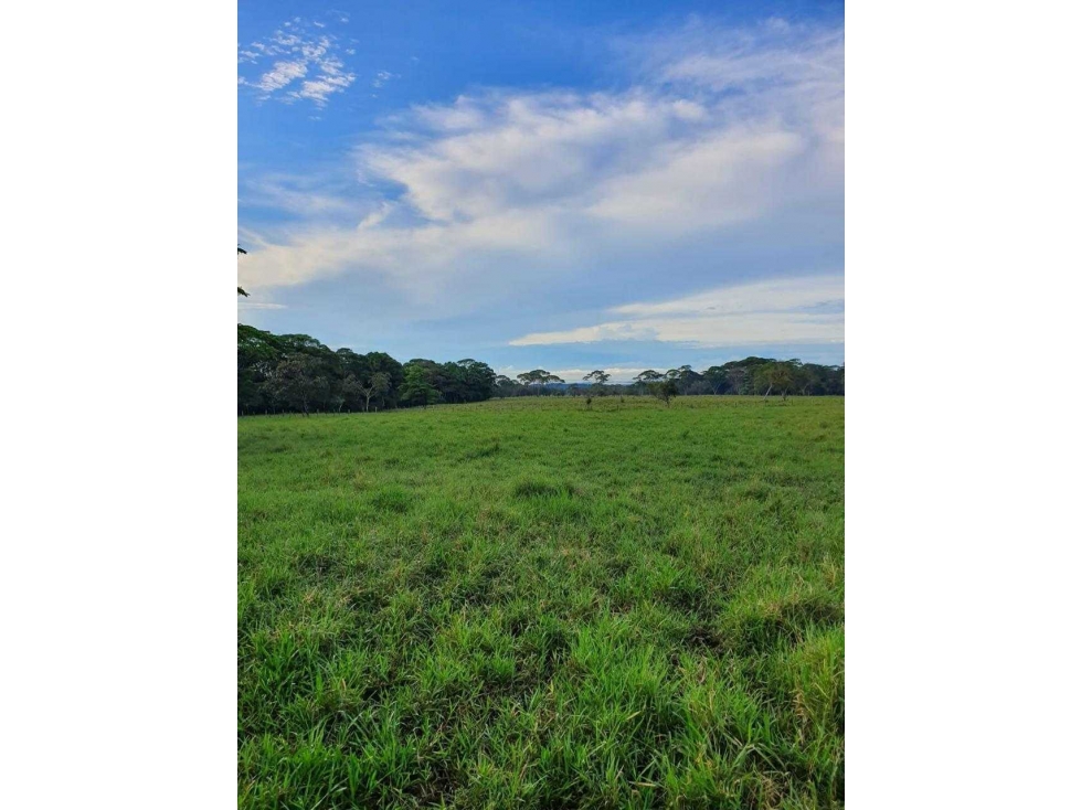 VENDO FINCA DE 60HECTAREAS 90%PLANA - 3