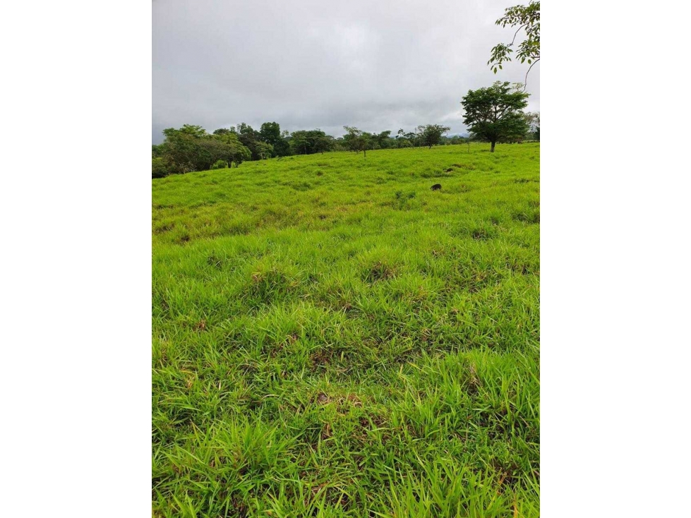 VENDO FINCA DE 60HECTAREAS 90%PLANA - 4