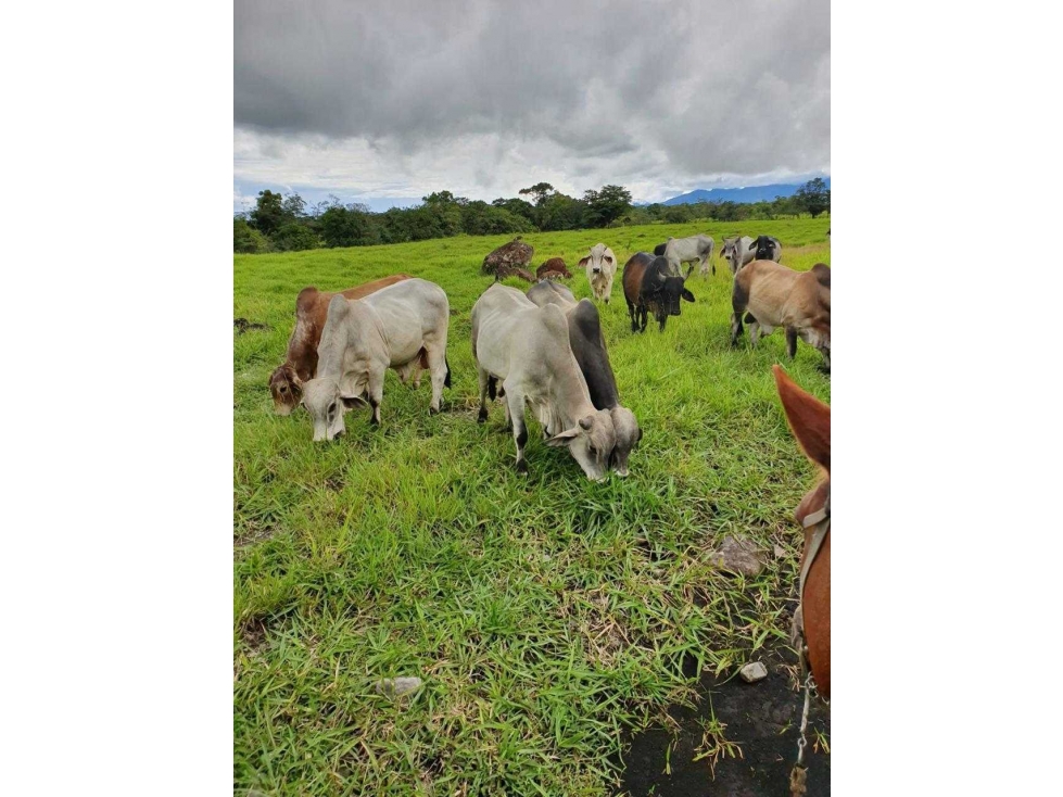 VENDO FINCA DE 60HECTAREAS 90%PLANA - 5