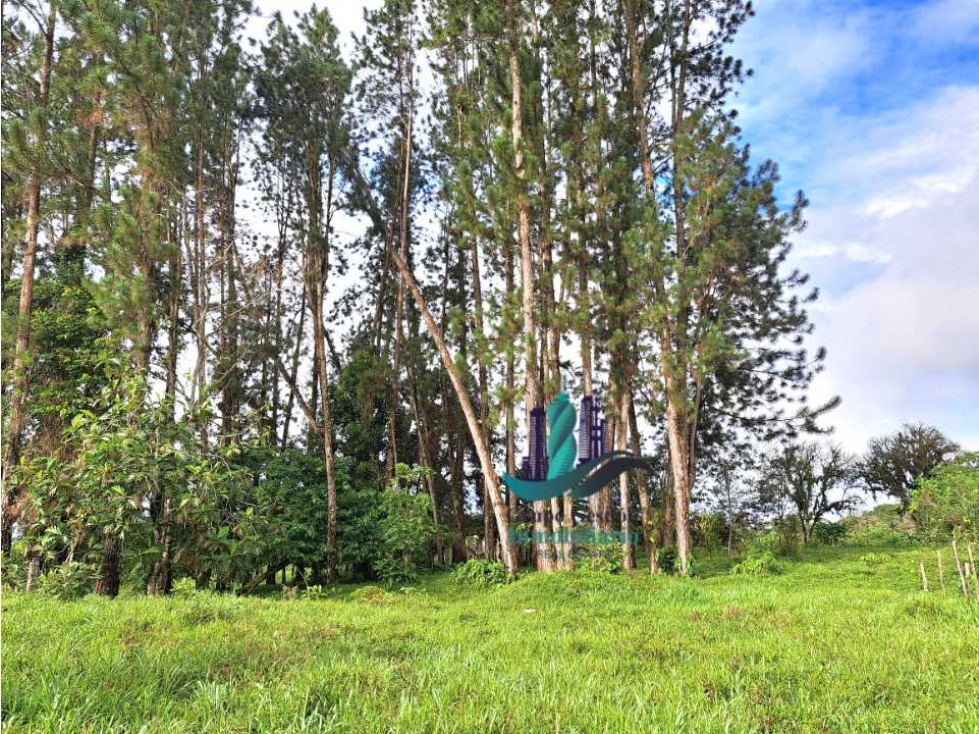 VENDO FINCA DE 6.5 HA CON ALTITUD DE 995M.S.N.M. - 3