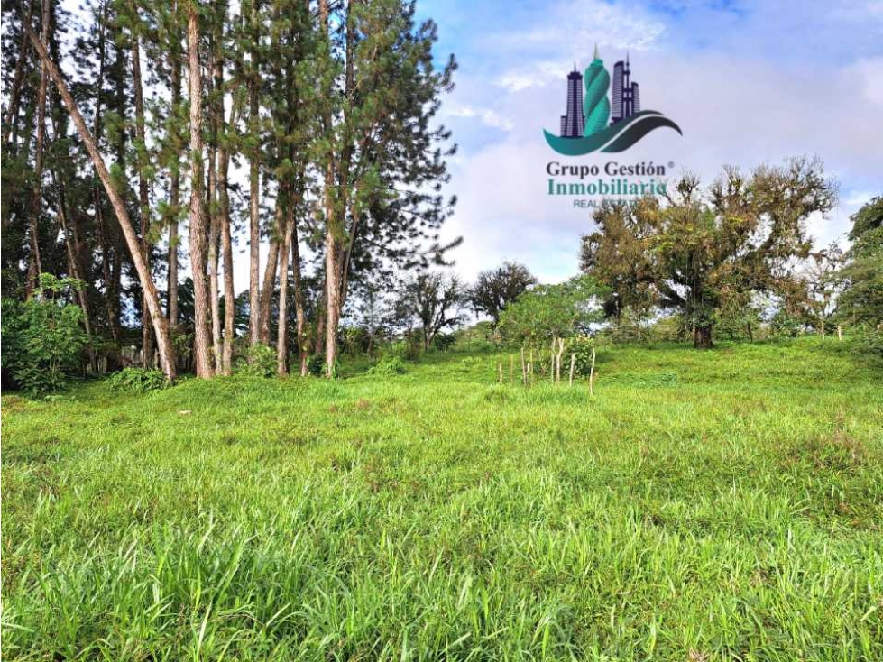 VENDO FINCA DE 6.5 HA CON ALTITUD DE 995M.S.N.M. - 4