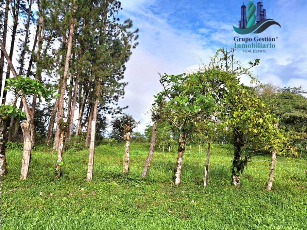 VENDO FINCA DE 6.5 HA CON ALTITUD DE 995M.S.N.M. - 6