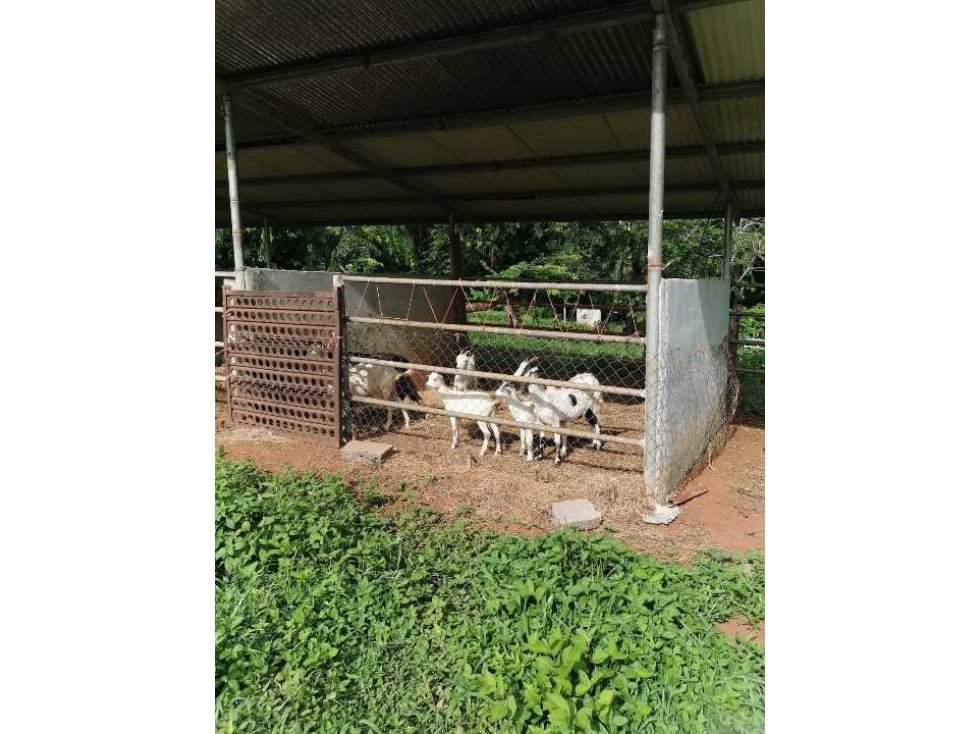 VENDO FINCA DE 73 HECTAREAS CON EQUIPOS DE LECHERIA SAN JUAN - 3