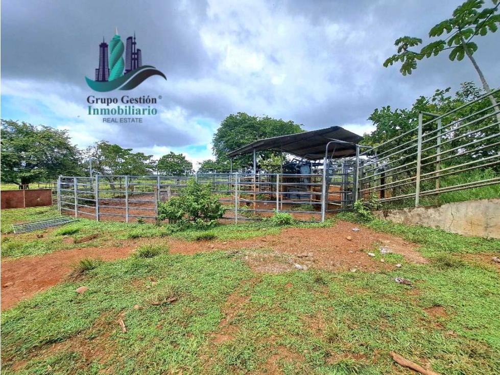 VENDO FINCA DE 88HA HORCONCITOS - 6