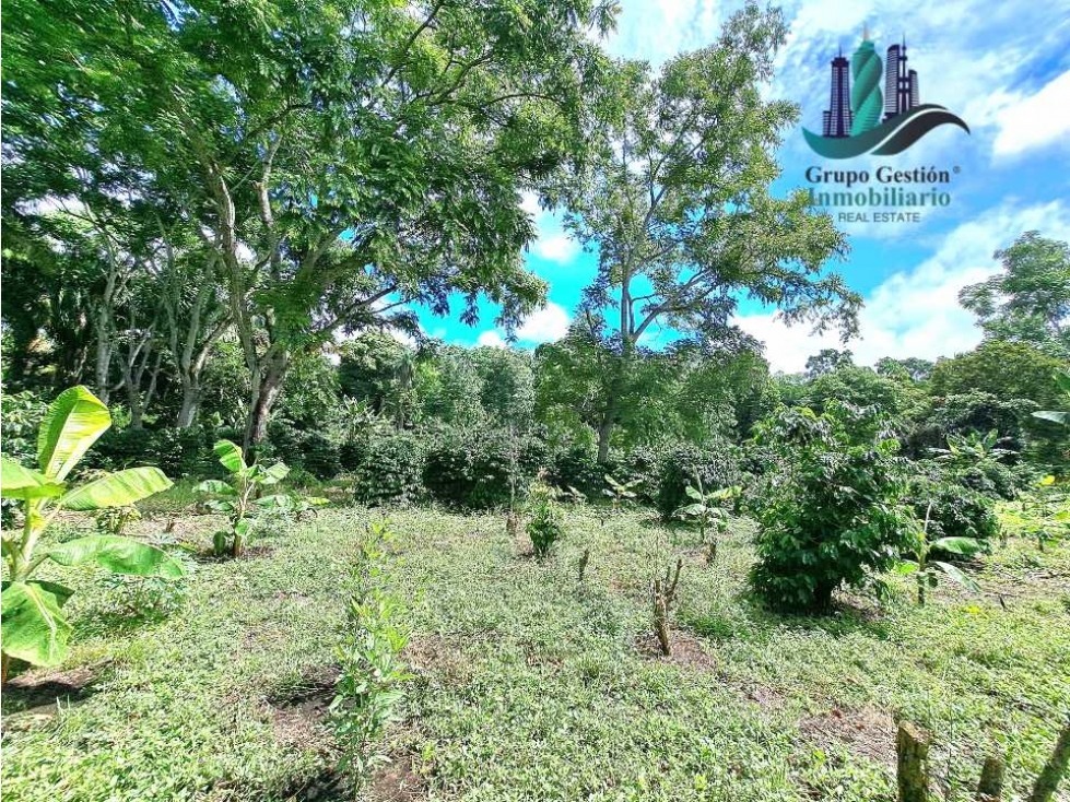 VENDO FINCA DE CAFE Y GANADERIA 118 Hectareas - 1