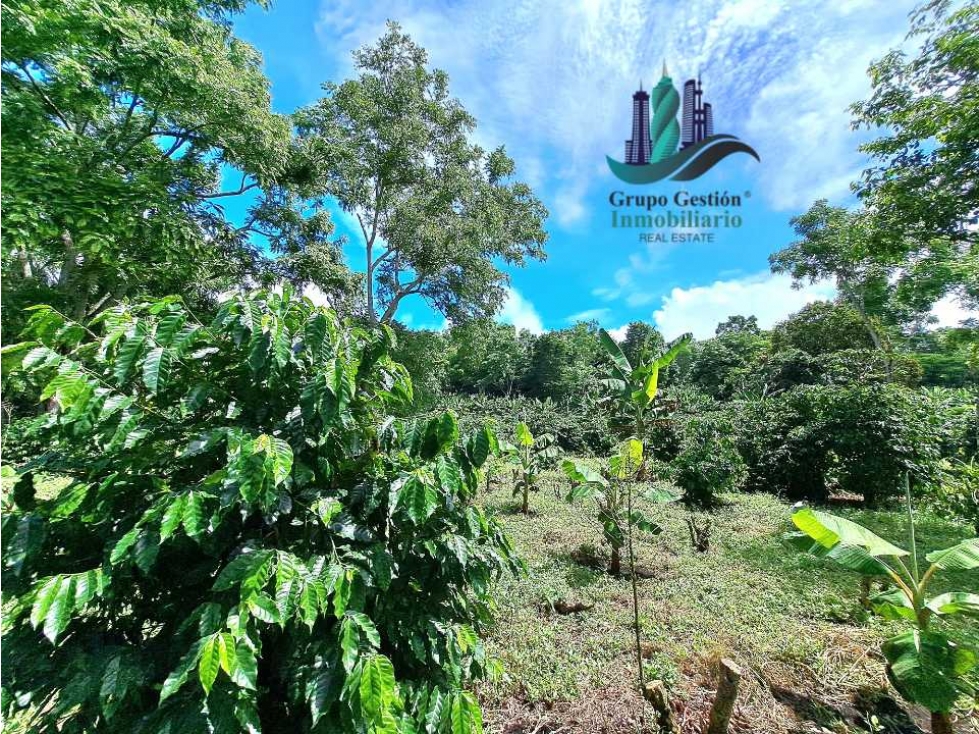 VENDO FINCA DE CAFE Y GANADERIA 118 Hectareas - 2