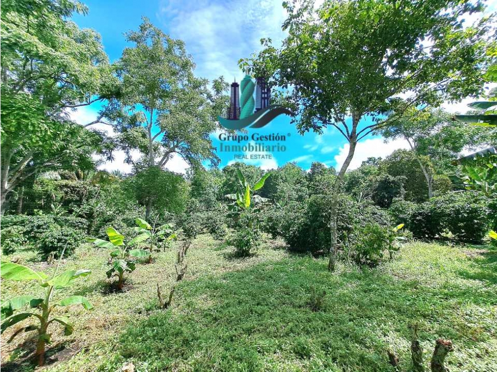 VENDO FINCA DE CAFE Y GANADERIA 118 Hectareas - 3