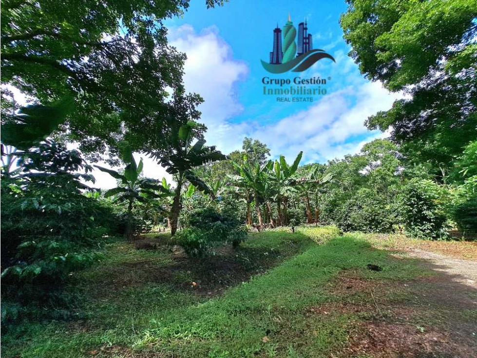 VENDO FINCA DE CAFE Y GANADERIA 118 Hectareas - 4
