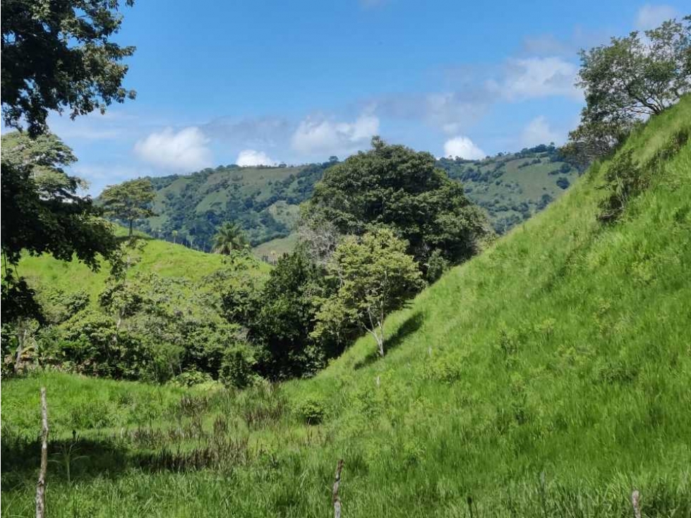 VENDO FINCA DE CINCO HECTAREAS BAJO CHIRIQUI - 1
