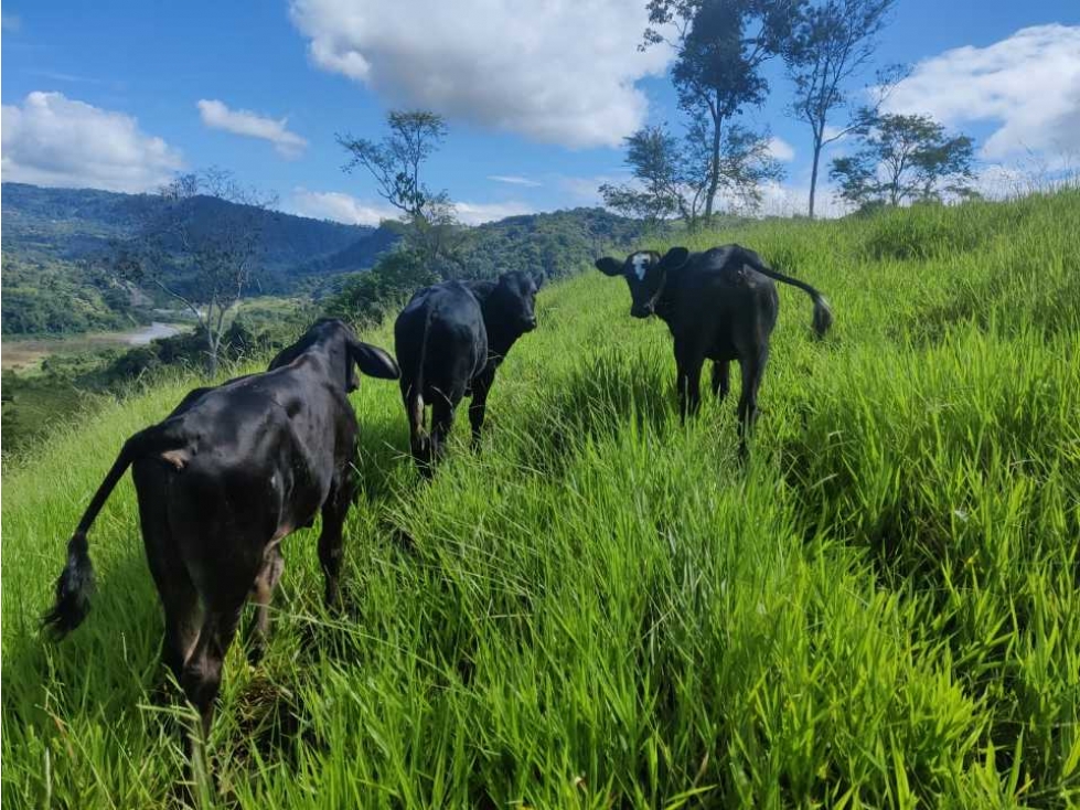 VENDO FINCA DE CINCO HECTAREAS BAJO CHIRIQUI - 2