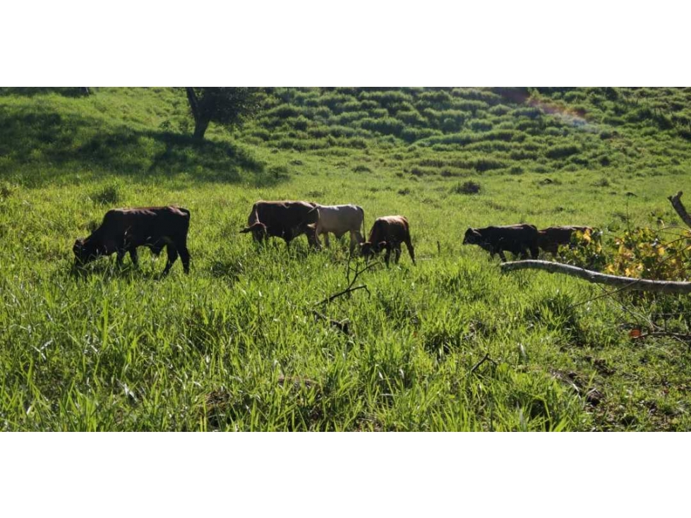 VENDO FINCA DE CINCO HECTAREAS BAJO CHIRIQUI - 3