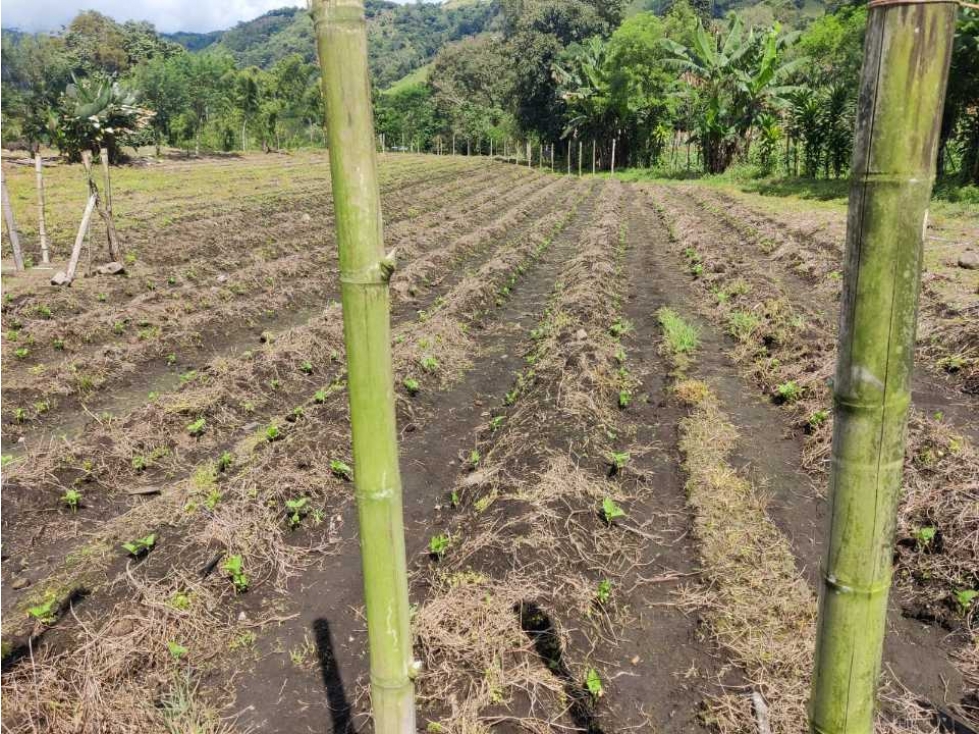 VENDO FINCA DE CINCO HECTAREAS BAJO CHIRIQUI - 4