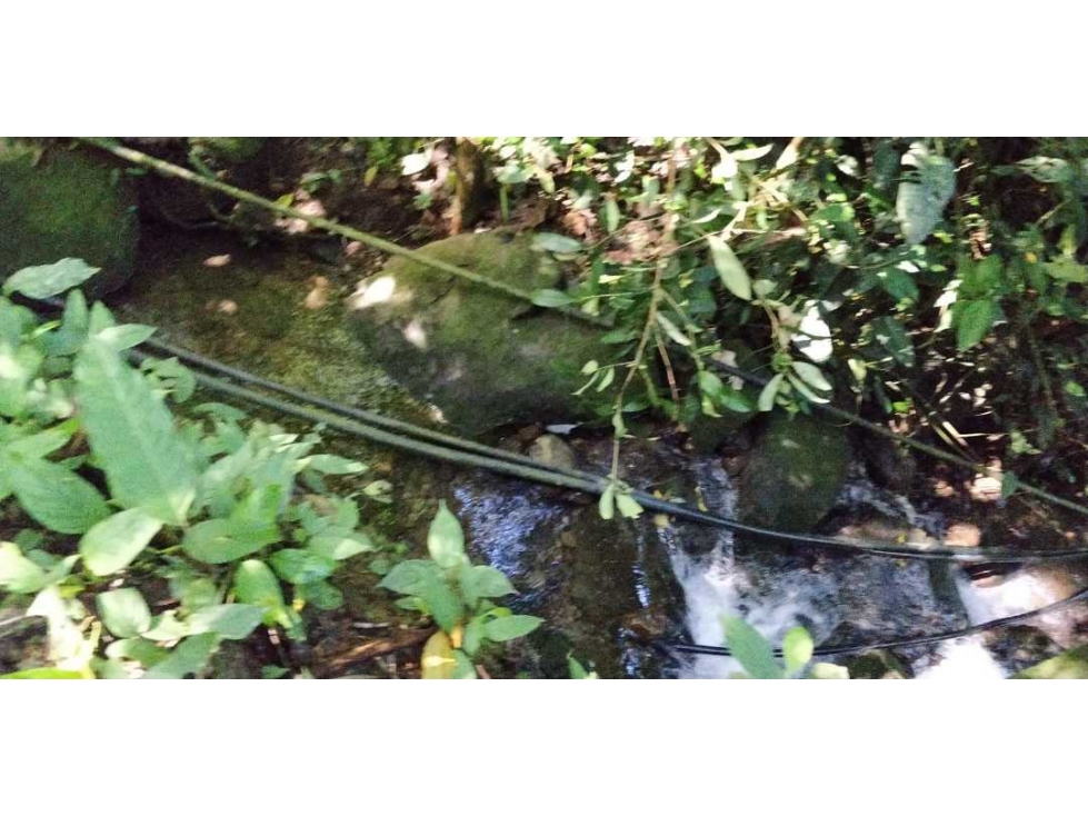 VENDO FINCA DE CINCO HECTAREAS BAJO CHIRIQUI - 5