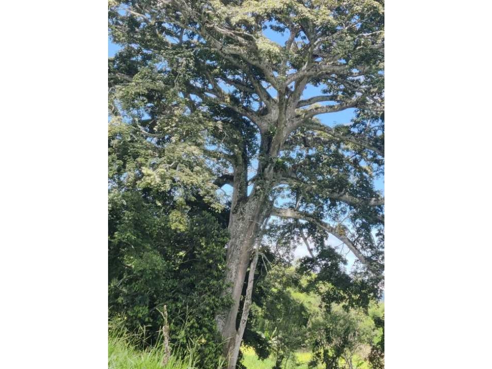VENDO FINCA DE CINCO HECTAREAS BAJO CHIRIQUI - 6