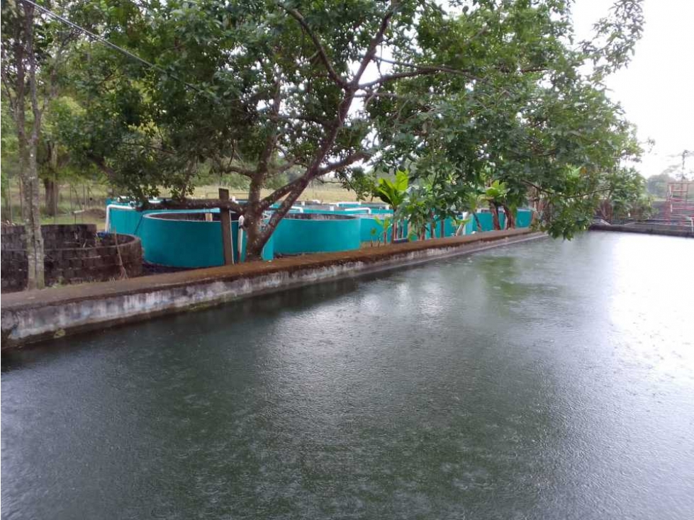 VENDO TERRENO PARA TILAPIA EN BUGABA - 2
