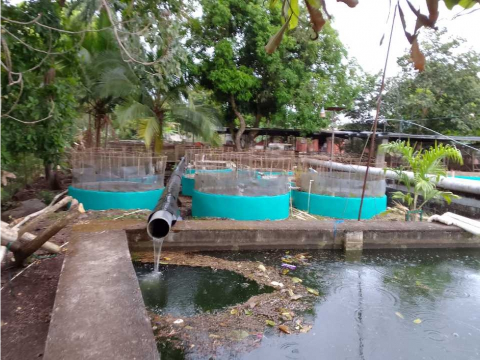 VENDO TERRENO PARA TILAPIA EN BUGABA - 3