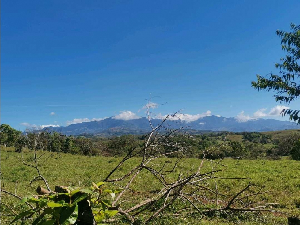 VENDO FINCA DE 12 HECTAREAS PLANAS EN GUALACA - 1