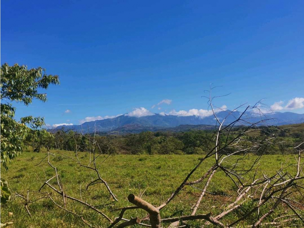 VENDO FINCA DE 12 HECTAREAS PLANAS EN GUALACA - 2