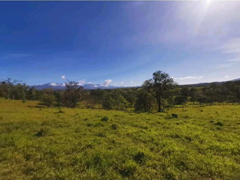 VENDO FINCA DE 12 HECTAREAS PLANAS EN GUALACA - 4