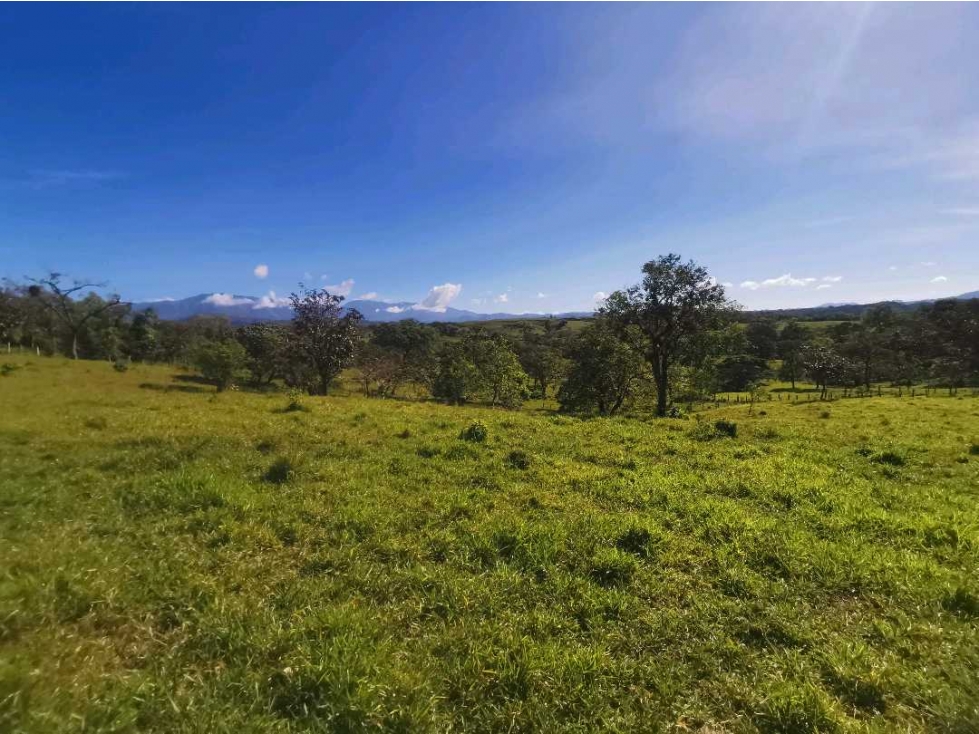 VENDO FINCA DE 12 HECTAREAS PLANAS EN GUALACA - 5
