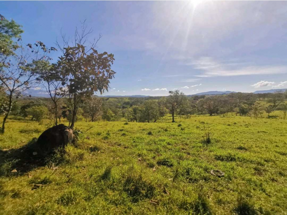 VENDO FINCA DE 12 HECTAREAS PLANAS EN GUALACA - 6