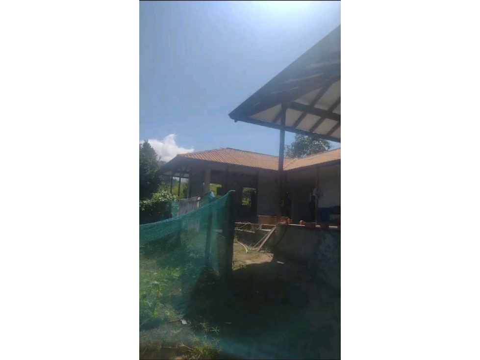 VENDO FINCA EN LA VEREDA EL CHOCHO PEREIRA — foto 2