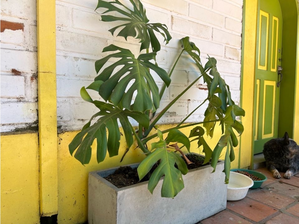 VENDO FINCA EN LA VEREDA HIGUERON LLANO GRANDE, RIONEGRO ANTIOQUIA — foto 4