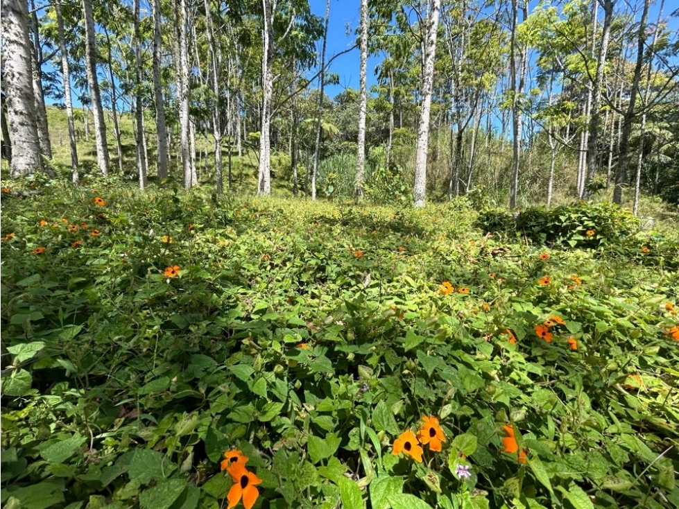 VENDO FINCA EN LA VEREDA HIGUERON LLANO GRANDE, RIONEGRO ANTIOQUIA — foto 6