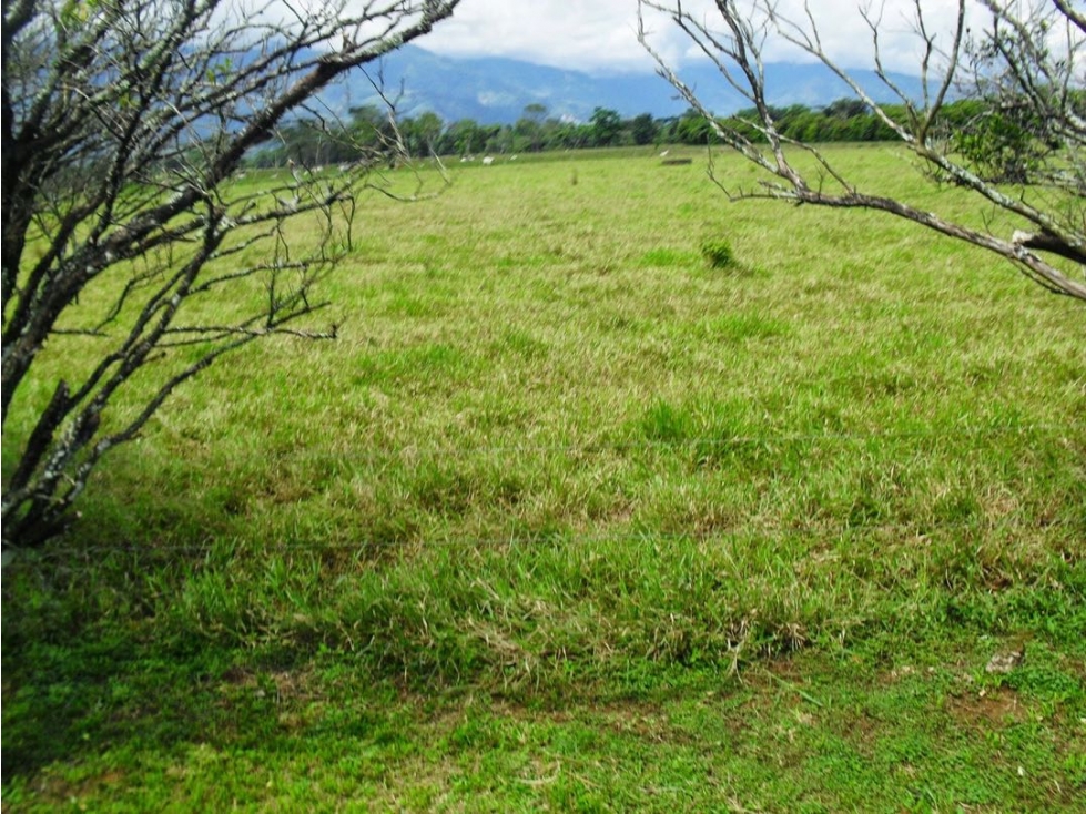 Vendo lote en Restrepo (Meta) 7 hectáreas - 4