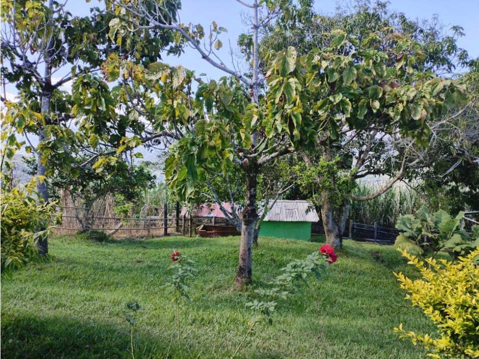 VENDO FINCA EN SAN ROQUE ANTIOQUIA. - 5