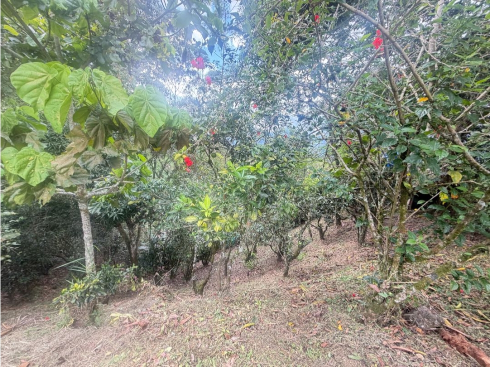 VENDO FINCA LA VEGA - C/MARCA — foto 5