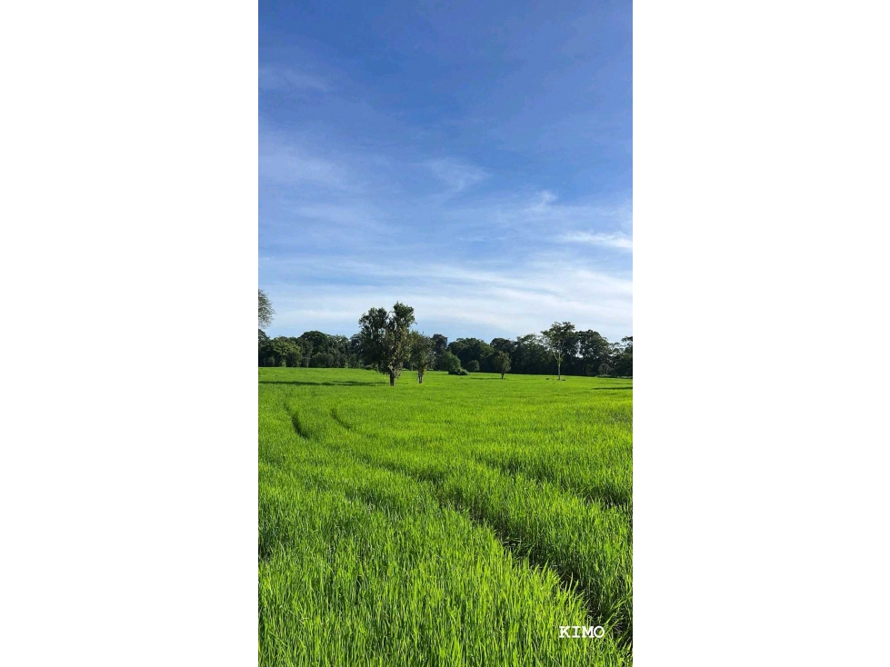VENDO FINCA PLANA DE 83HECTAREAS CON AGUA VIVA - 1