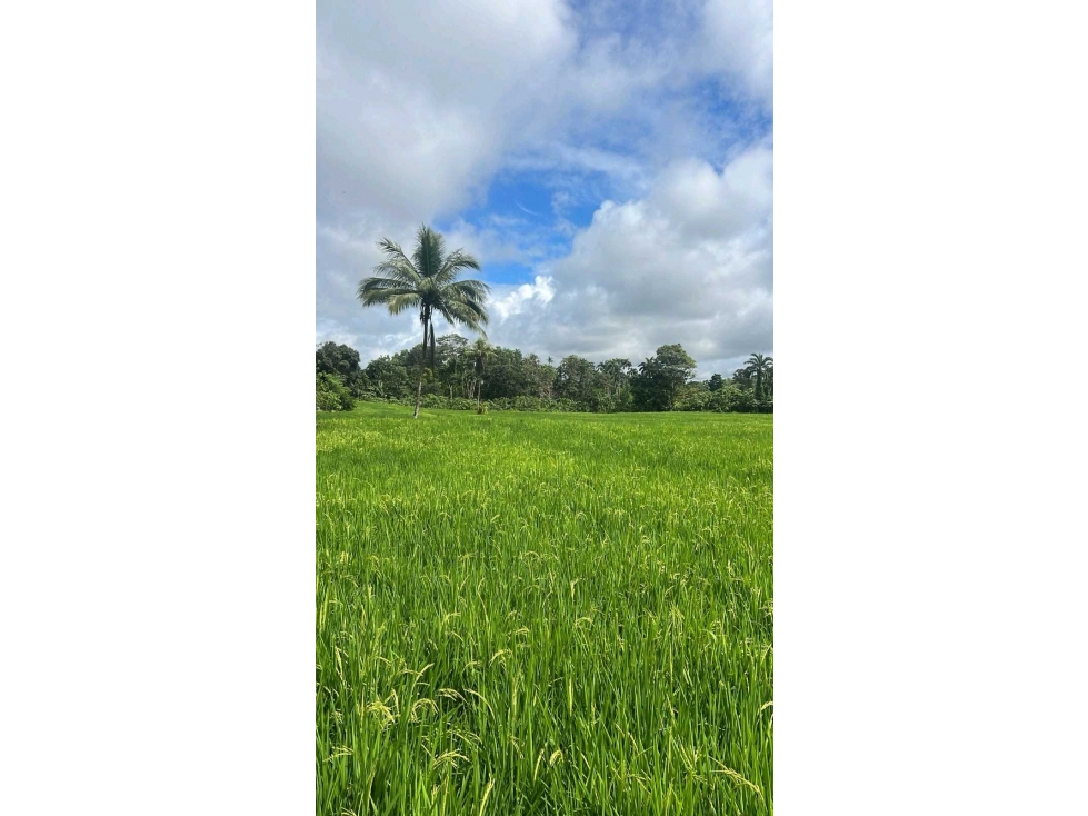 VENDO FINCA PLANA DE 83HECTAREAS CON AGUA VIVA - 2