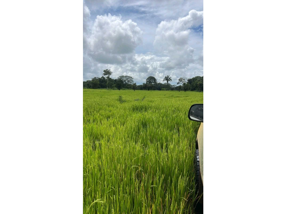 VENDO FINCA PLANA DE 83HECTAREAS CON AGUA VIVA - 3