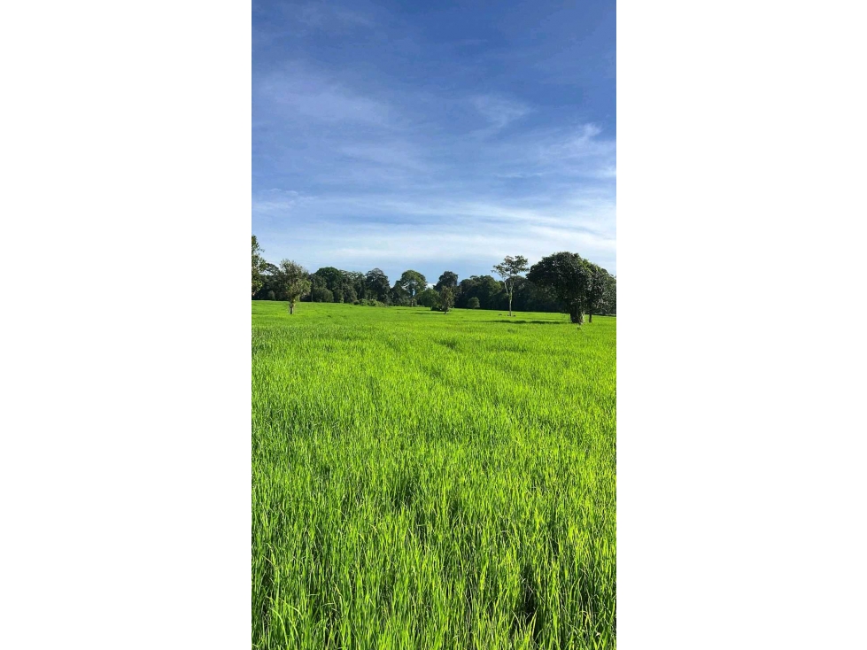 VENDO FINCA PLANA DE 83HECTAREAS CON AGUA VIVA - 4