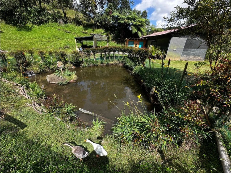 VENDO FINCA PRODUCTIVA EN LA CEJA- CORREGIMIENTO SAN JOSÉ — foto 6