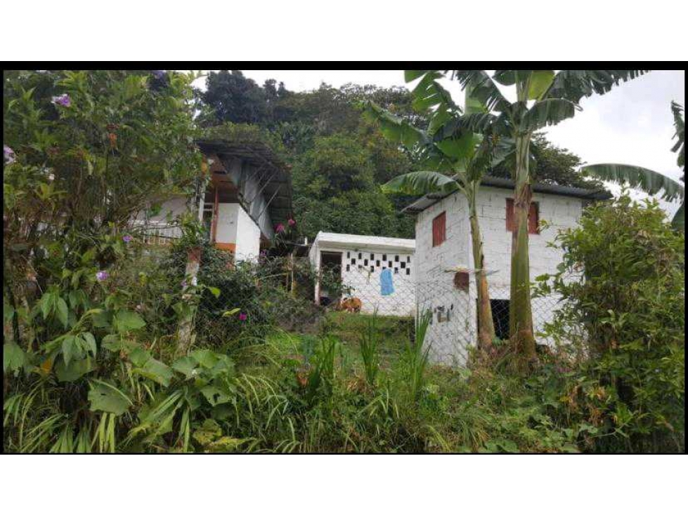 VENDO FINCA PRODUCTORA DE CAFE VEREDA EL CHOCHO PEREIRA — foto 3