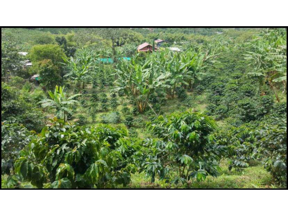 VENDO FINCA PRODUCTORA DE CAFE VEREDA EL CHOCHO PEREIRA