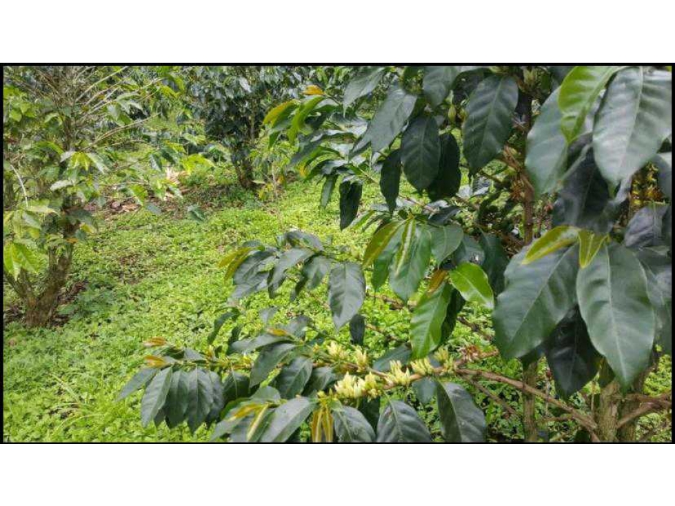 VENDO FINCA PRODUCTORA DE CAFE VEREDA EL CHOCHO PEREIRA — foto 4
