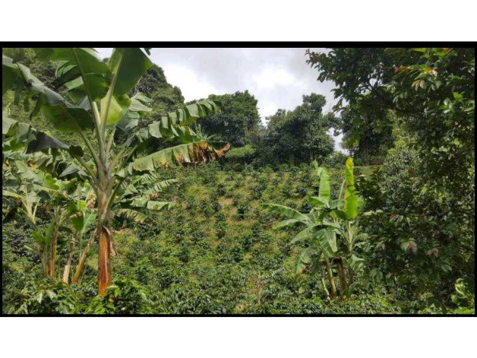 VENDO FINCA PRODUCTORA DE CAFE VEREDA EL CHOCHO PEREIRA — foto 2